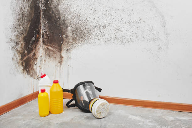 Best Mold Removal Company Near Me  in Rancho Palos Verdes, CA