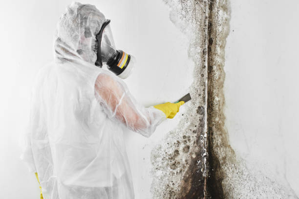Professional Mold Removal in Rancho Palos Verdes, CA
