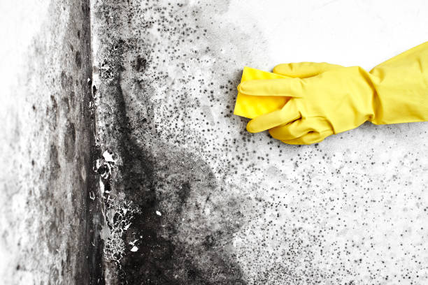 Best Fast Mold Removal  in Rancho Palos Verdes, CA