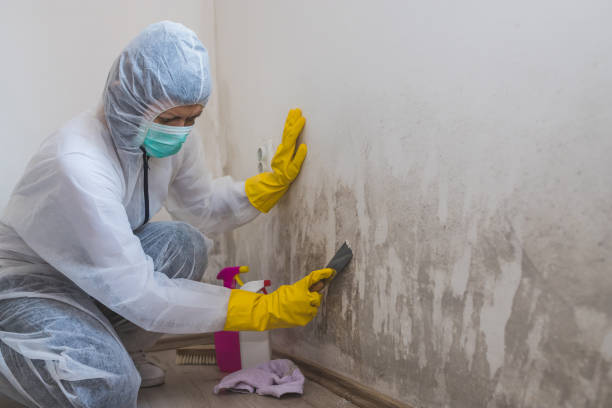Mold Removal and Inspection in Rancho Palos Verdes, CA