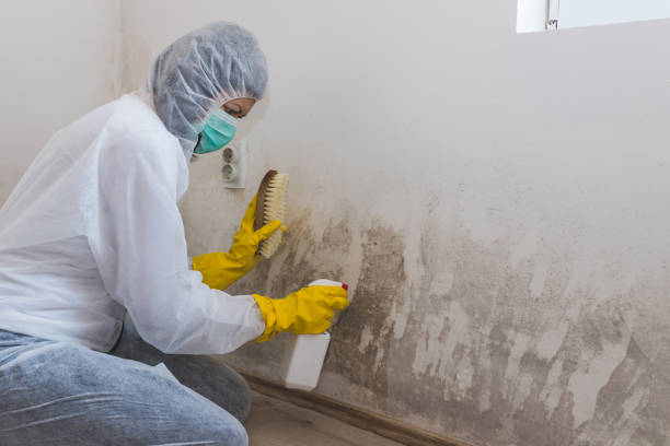 Best Same-Day Mold Removal  in Rancho Palos Verdes, CA