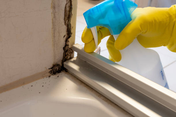 Professional Mold Removal in Rancho Palos Verdes, CA