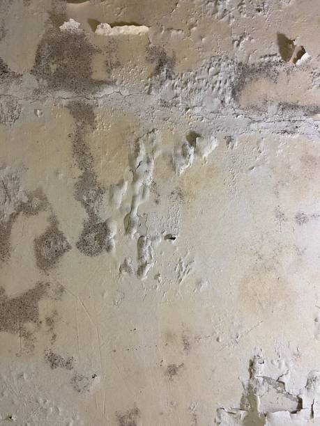  Rancho Palos Verdes, CA Mold Removal Pros