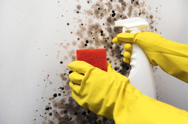 Best Certified Mold Removal  in Rancho Palos Verdes, CA