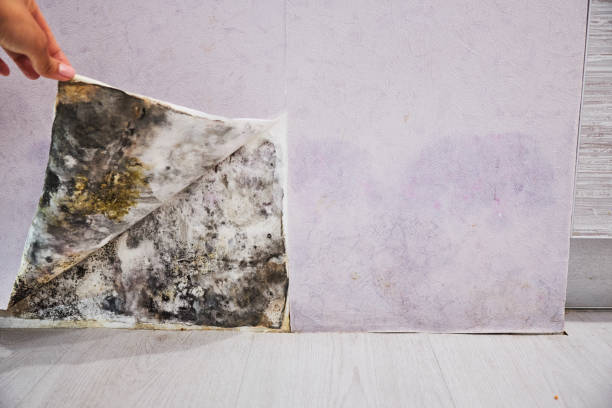 Best Toxic Mold Removal  in Rancho Palos Verdes, CA